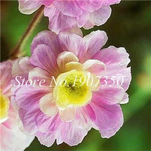 30 Pcs Mixed Rare Geranium Bonsai Potted Balcony Flower Planting Seasons Pelargonium Potted Flower Bonsai for Indoor Bonsai 21 30 Pcs Mixed Rare Geranium Bonsai Potted Balcony Flower Planting Seasons Pelargonium Potted Flower Bonsai for Indoor Bonsai 21