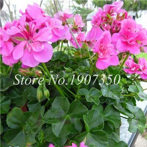 30 Pcs Mixed Rare Geranium Bonsai Potted Balcony Flower Planting Seasons Pelargonium Potted Flower Bonsai for Indoor Bonsai 24 30 Pcs Mixed Rare Geranium Bonsai Potted Balcony Flower Planting Seasons Pelargonium Potted Flower Bonsai for Indoor Bonsai 24