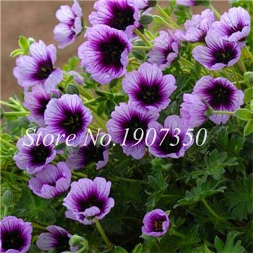 30 Pcs Mixed Rare Geranium Bonsai Potted Balcony Flower Planting Seasons Pelargonium Potted Flower Bonsai for Indoor Bonsai   10
