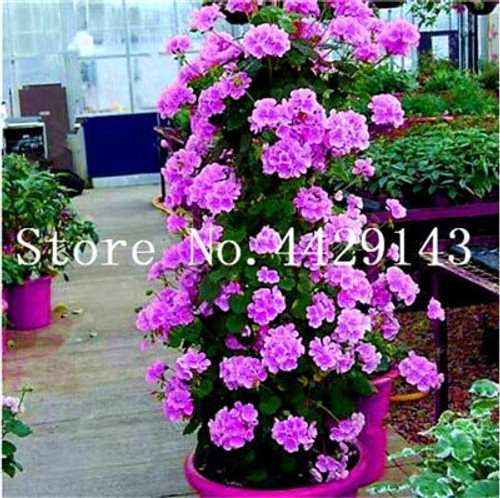 100 Pcs Climbing Geranium Bonsai Potted Balcony Planting Seasons Pelargonium Potted Flower Bonsai for Indoor Bonsai Mixed Color 3 100 Pcs Climbing Geranium Bonsai Potted Balcony Planting Seasons Pelargonium Potted Flower Bonsai for Indoor Bonsai Mixed Color 3