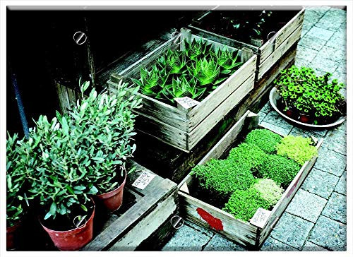 Triple Blank Wall Plate Cover - Flora Nursery Olive Plants Plants Pots Succulents Triple Blank Wall Plate Cover - Flora Nursery Olive Plants Plants Pots Succulents