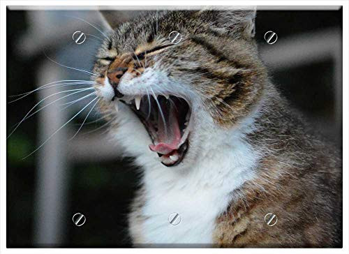 Triple Blank Wall Plate Cover - Cat Animal Cats Pet Mammal Yawn Feline