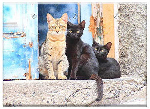 Triple Blank Wall Plate Cover - Cat Animal Young Cat Pet Domestic Cat Black Cat