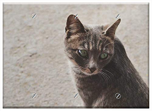 Triple Blank Wall Plate Cover - Cat Kitten Kitty Feline Pet Face Head Looking