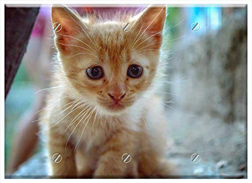 Triple Blank Wall Plate Cover - Cat Kitty Animal Feline Pet Cute Fur Kitten