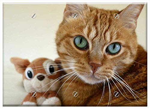 Triple Blank Wall Plate Cover - Cat Small Cat Cat Eye Feline Red Cat Kitten