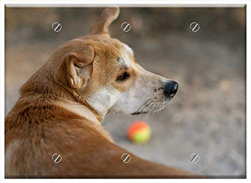 Triple Blank Wall Plate Cover - Dog Ball Pet Animal Dog Playing Cute Happy Toy
