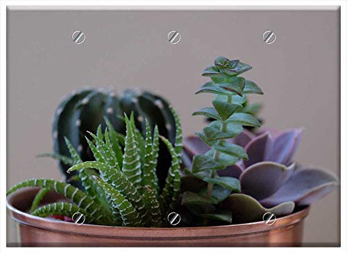 Triple Blank Wall Plate Cover - Potted Plants Succulents Gardening Copper Pot Triple Blank Wall Plate Cover - Potted Plants Succulents Gardening Copper Pot