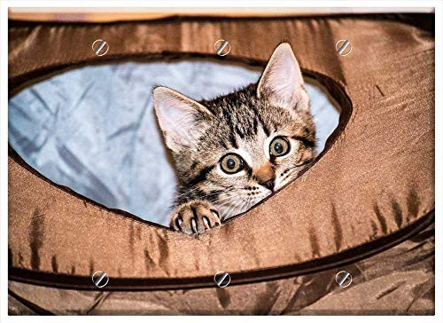 Triple Blank Wall Plate Cover - Cat Small Young Cute Sweet Pet Small Cat Kitten