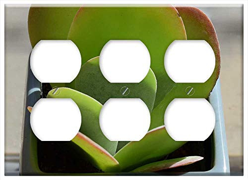 Triple Duplex Outlet Wall Plate Cover - Succulent In Blue Pot Crassula Arborescense