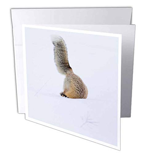 3dRose WY Yellowstone NP. A red Fox headfirst in The Snow to get a. - Greeting Cards  gc_333260_5