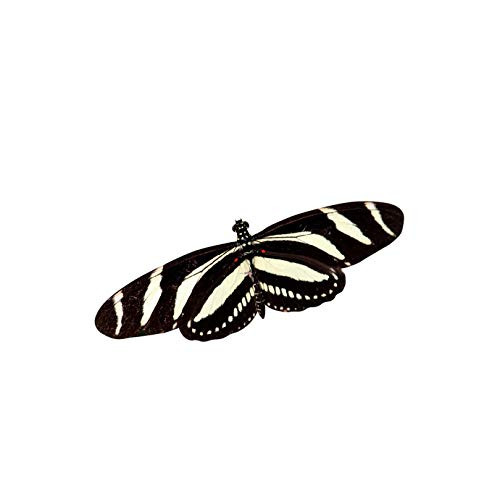 Zebra Heliconian Longwing - Butterfly Decal - 2.75 inch tall x 5 inch wide