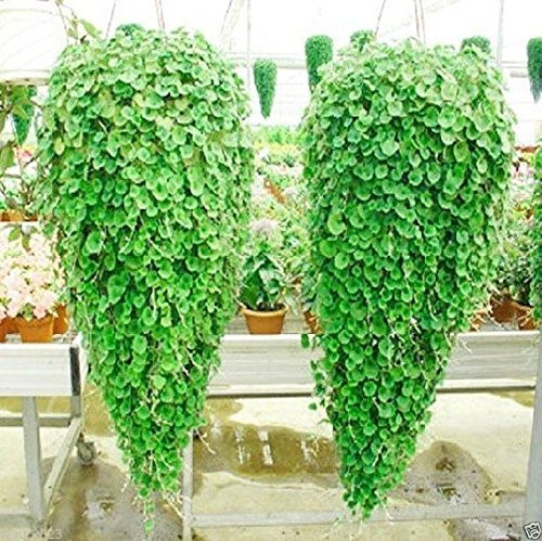 Dichondra Emerald Falls 10 Seeds~ Hanging basket or denselush ground cover