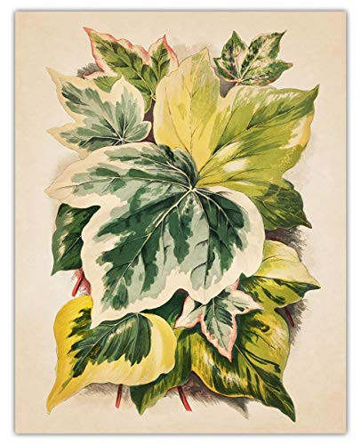 Vintage Ivy Leaves Wall Art Print -  11x14  Unframed Picture For Home Office Dorm  and  Bedroom Decor - Great Gift Idea Under  15