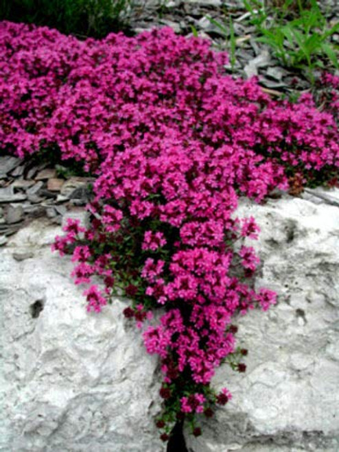 Red Supply Solution Creeping Thyme 500 Seeds - Scarlet Thymus Serpyllum Elfin Thyme Flower Seed Fragrant Bulk Ground Cover Seeds Perennial Heirloom Groundcover Seeds for Planting