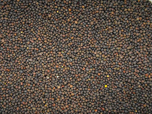 1 2 lb Winter Hairy Vetch Seeds Nitrogen Fixer Cover Crop Deer Forage Food Plots 8 oz