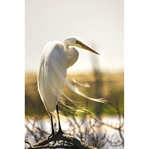 Bird Photography Great Egret Breeding Plumage by TravLin Photography Multiple Sizes  5x7 to 24x36