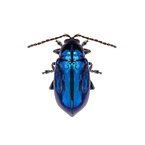 Bright Blue Beetle Decal - 5 inch tall x 5 inch wide