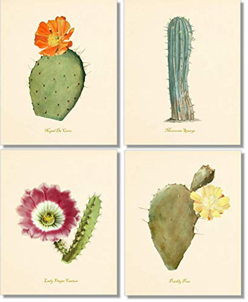 Cactus Wall Art - Desert Decor- Vintage Cacti Botanical Prints Set of 4 - 8x10 - Unframed Cactus Wall Art - Desert Decor- Vintage Cacti Botanical Prints Set of 4 - 8x10 - Unframed