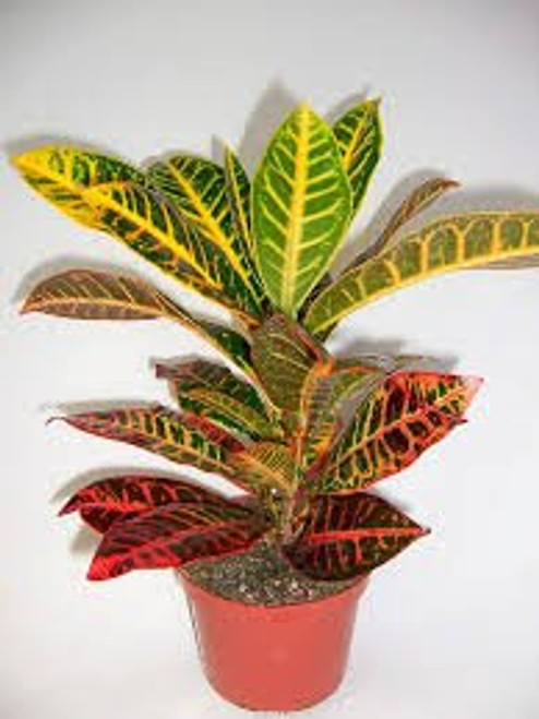 CROTON   1  PLANT   CODIAEUM VARIEGATUM PETRA 4   from jmbamboo