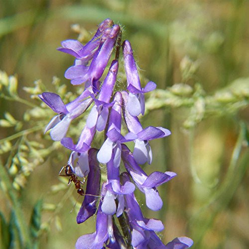 Organic Hairy Vetch Winter Cover Crop Seeds - 1 Lbs - Field  and  Pasture Legume Cover Crop Seed