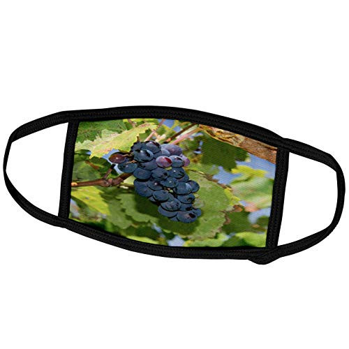 3dRose Uruguay Montevideo Colon Area. Bodegas Carrau Winery Vineyards - Face Covers  fc_190353_3