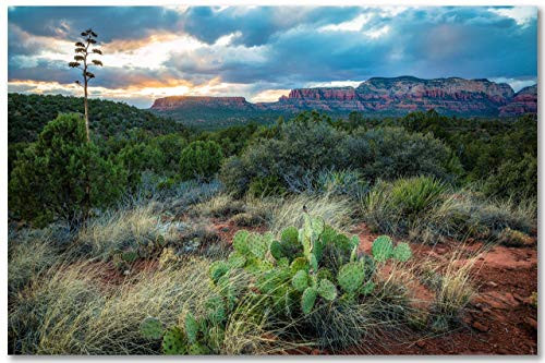 Southwest Wall Art Photography Print - Picture of Cactus and Desert Landscape at Sunset near Sedona Arizona - Unframed Western Photo Artwork Decor 5x7 to 40x60