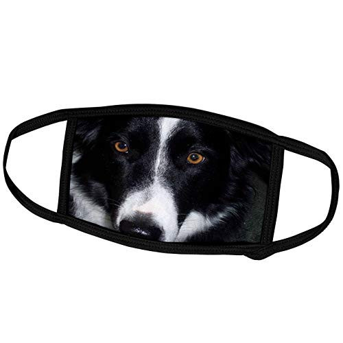 3dRose Face Cover Large Border Collie Macro