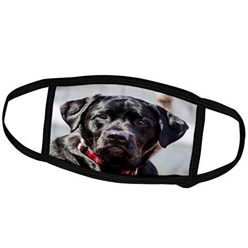 3dRose Face Cover Medium Black Lab Pet Dog Labrador Retriever Photo