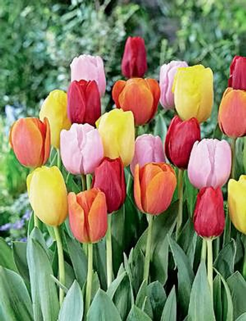 20 Easter Joy Mix Tulip Bulbs - Tulipa Triumph