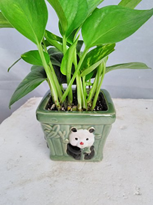 Jmbamboo - Golden Devil s Ivy - Pothos - Epipremnum -With Panda Vase 4   Pot - Very Easy to Grow