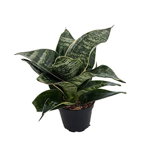 Hahnii Birdsnest Snake Plant - Sanseveria - Almost Impossible to Kill - 2 inch Pot