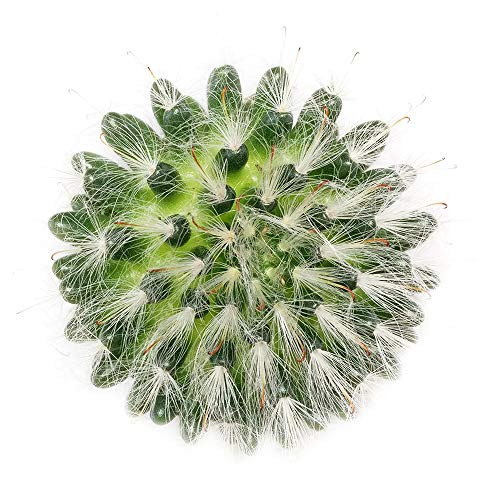 Mammillaria bocasana Powder Puff Cactus  3 inch