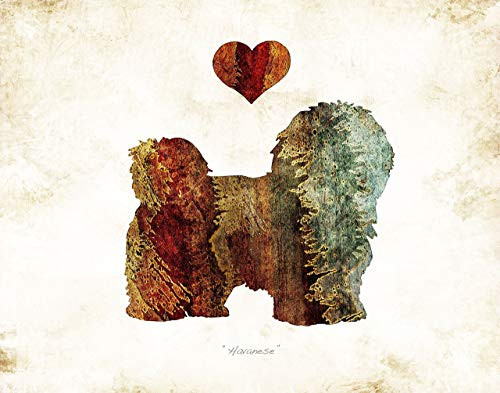 HAVANESE Dog Breed Watercolor Art Print by Dan Morris