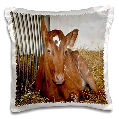 3dRose Dreamscapes by Leslie - Animals - Ayrshire Calf laying down - Pillow Cases  pc_314216_1