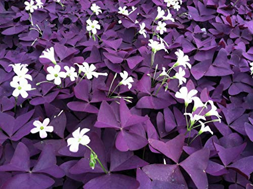 Oxalis Bulbs-Purple Shamrocks-20 Bulbs-Perennial Shamrock Oxalis Triangularis Bulbs Bonsai Garden Planting Flower Indoor or Out Patio Lawn D¨¦cor