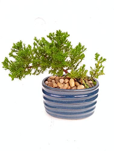 Two Japanese Juniper Bonsai Starter Tree - 4   Blue Vase - Juniper Unique From Jmbamboo