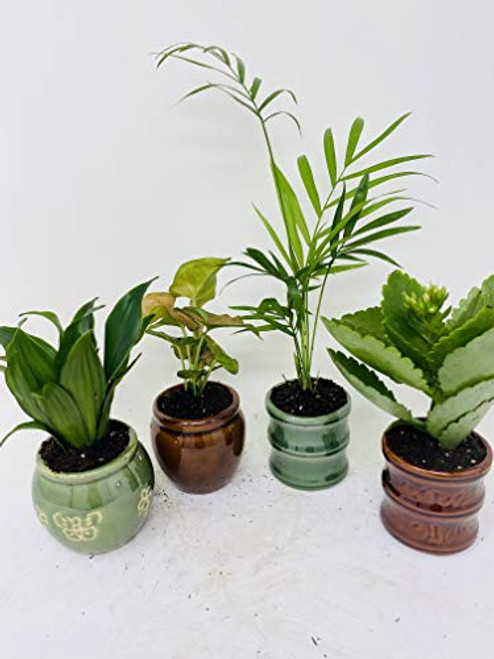 Miniature Garden Plants -3 Plants in 3 inch ceramic pots by jmbamboo