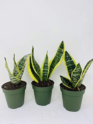 Superba Robusta Snake Plant - Sanseveria - 3 pack - Impossible to kill - 4 inch Pot Gift