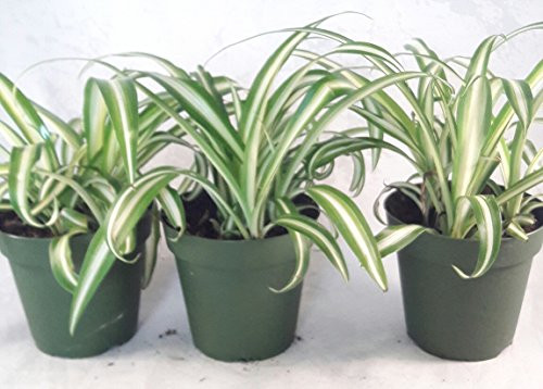 Ocean Spider Plant - 4   Pot 3 Pack for Better Growth - Cleans the Air Easy to Grow by Jmbamboo