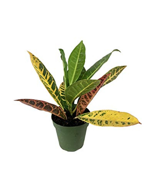 Croton Petra - Live Plant in a 4 Inch Pot - Codiaeum Variegatum  Petra  - Beautiful Easy Care Indoor Houseplant