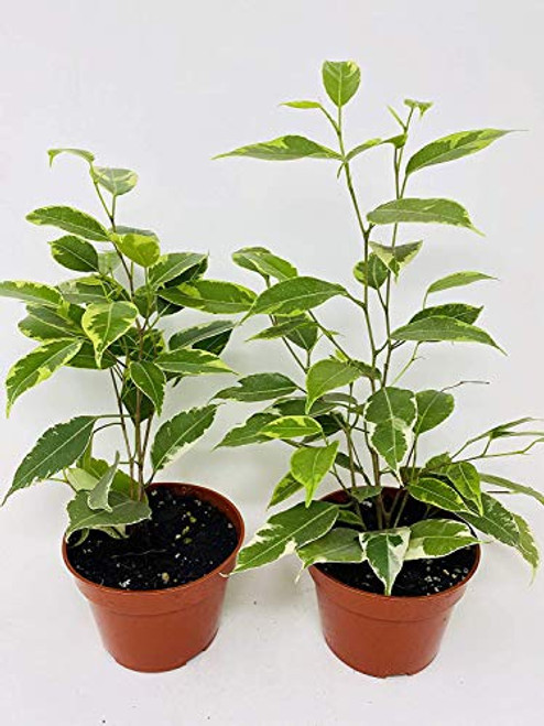 Two Java Starlight Weeping Fig Tree - Indoor or Bonsai -Ficus - 4 inch Pot