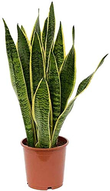 AMERICAN PLANT EXCHANGE Sansevieria Laurentii Easy Care Live Plant 6 inch Pot Indoor Air Purifier