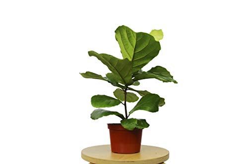 HOUSE PLANT SHOP   Ficus  lyrata  - 6 inch Pot   Live Indoor Plant   Free Care Guide