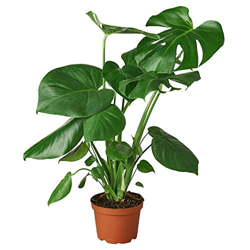 HOUSE PLANT SHOP   Monstera Deliciosa  Swiss Cheese Plant  - 6 inch Pot   Live Indoor Plant   Free Care Guide