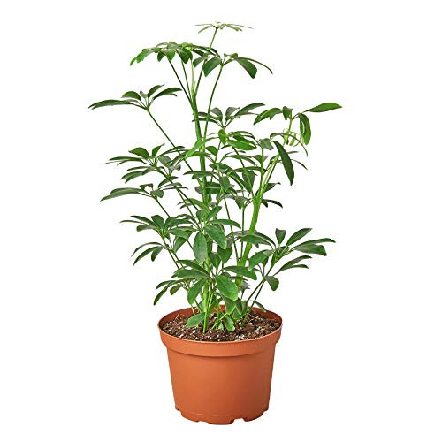 HOUSE PLANT SHOP   Schefflera  Arboricola  - 6 inch Pot   Live Indoor Plant   Free Care Guide