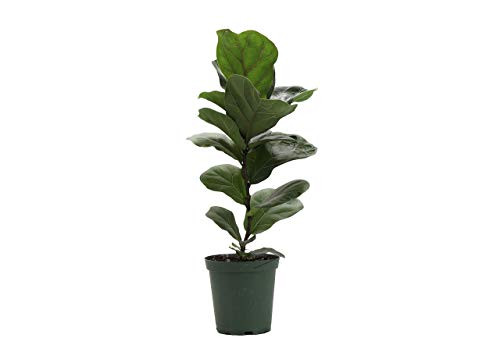 Thorsen s Greenhouse Ficus Lyrata Fiddle Leaf Fig Plant Live Indoor Plant 1-Foot Green