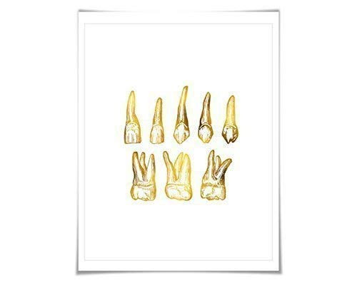 Human Teeth Gold Foil Print. 7 Foil Colours 3 Sizes. Dentist Dental Office Tooth Wall Art. Anatomy Poster.