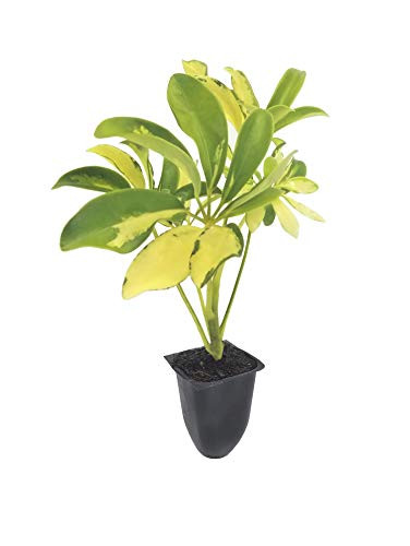 Trinette Variegated Schefflera - 3 Live Plants - Arboricola - Indoor or Outdoor Low Maintenance Shrub