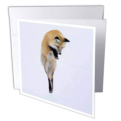 3dRose USA WY Yellowstone. Red Fox Leaping Through The Snow to get. - Greeting Cards  gc_333284_2
